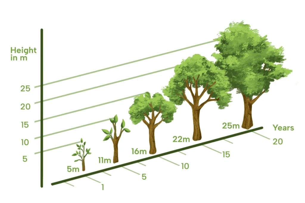 Teak wood tree growth